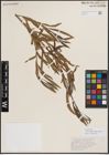 Foto von Salix exigua subsp. interior (Rowlee) Cronquist